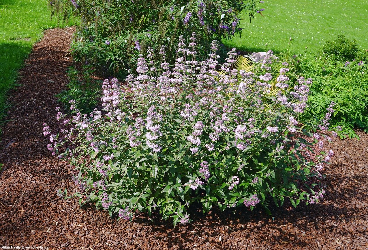 Caryopteris x clandonensis Stephi.jpeg