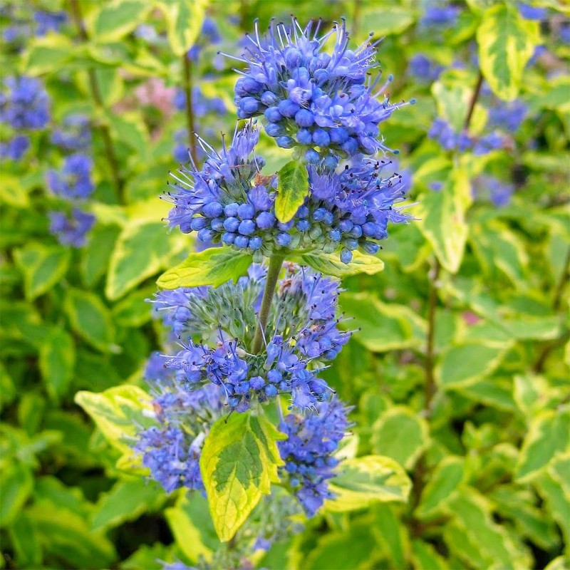 Caryopteris x clandonensis Summer Sorbet 1.jpg