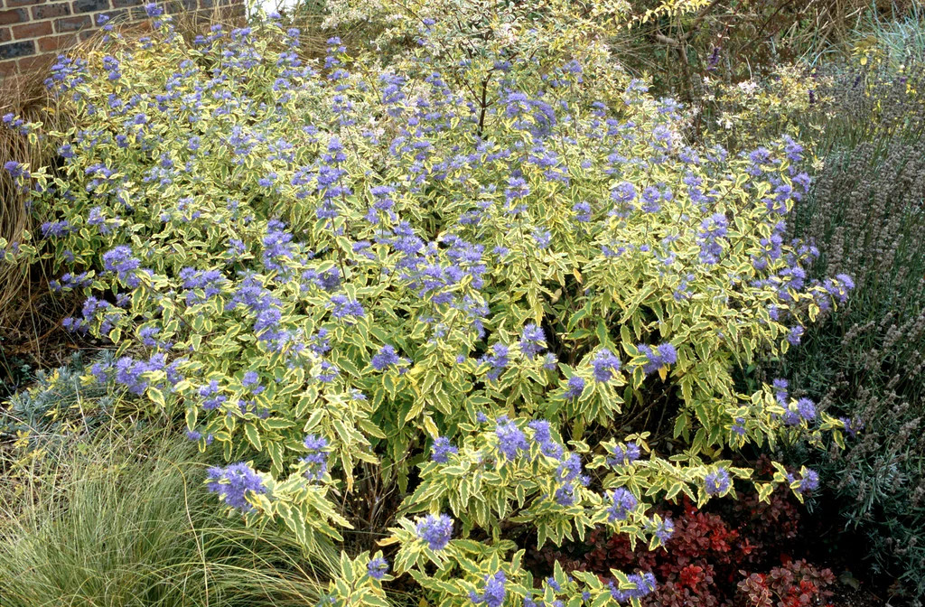 Caryopteris x clandonensis Summer Sorbet.webp