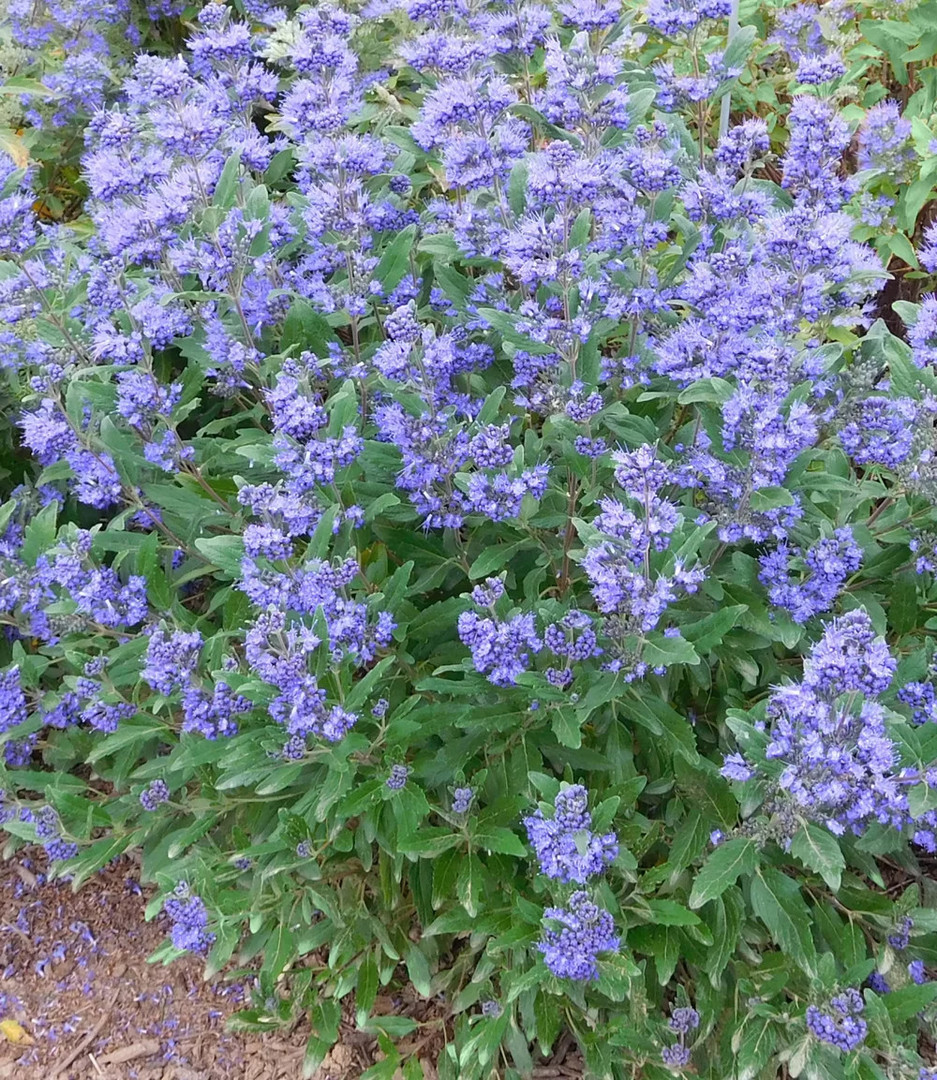 Caryopteris x clandonensis.webp