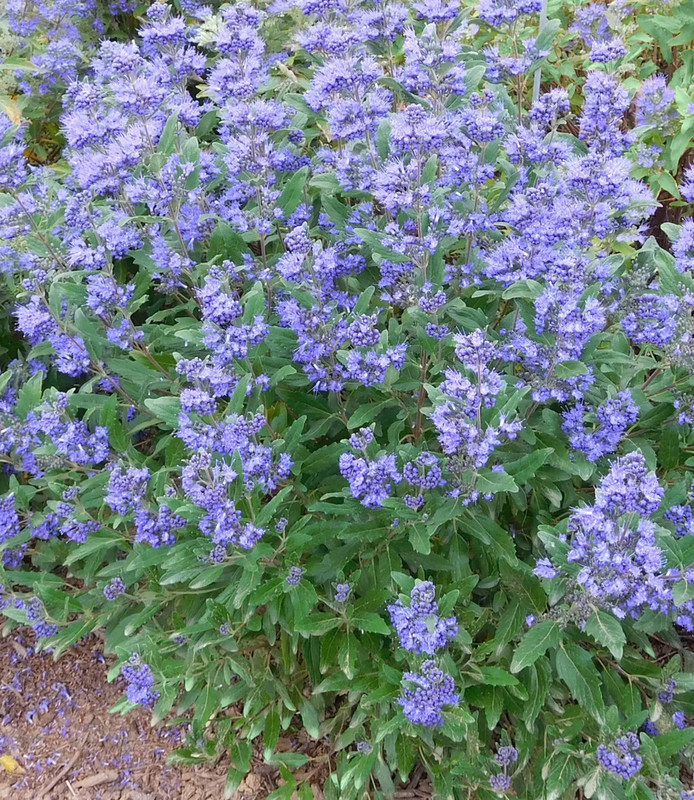 Caryopteris x clandonensis.webp