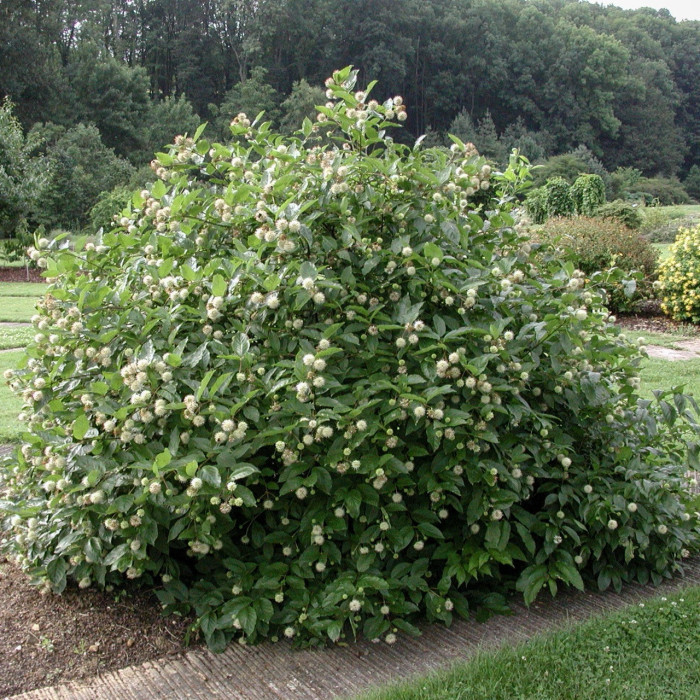Cephalanthus occidentalis 1.jpg