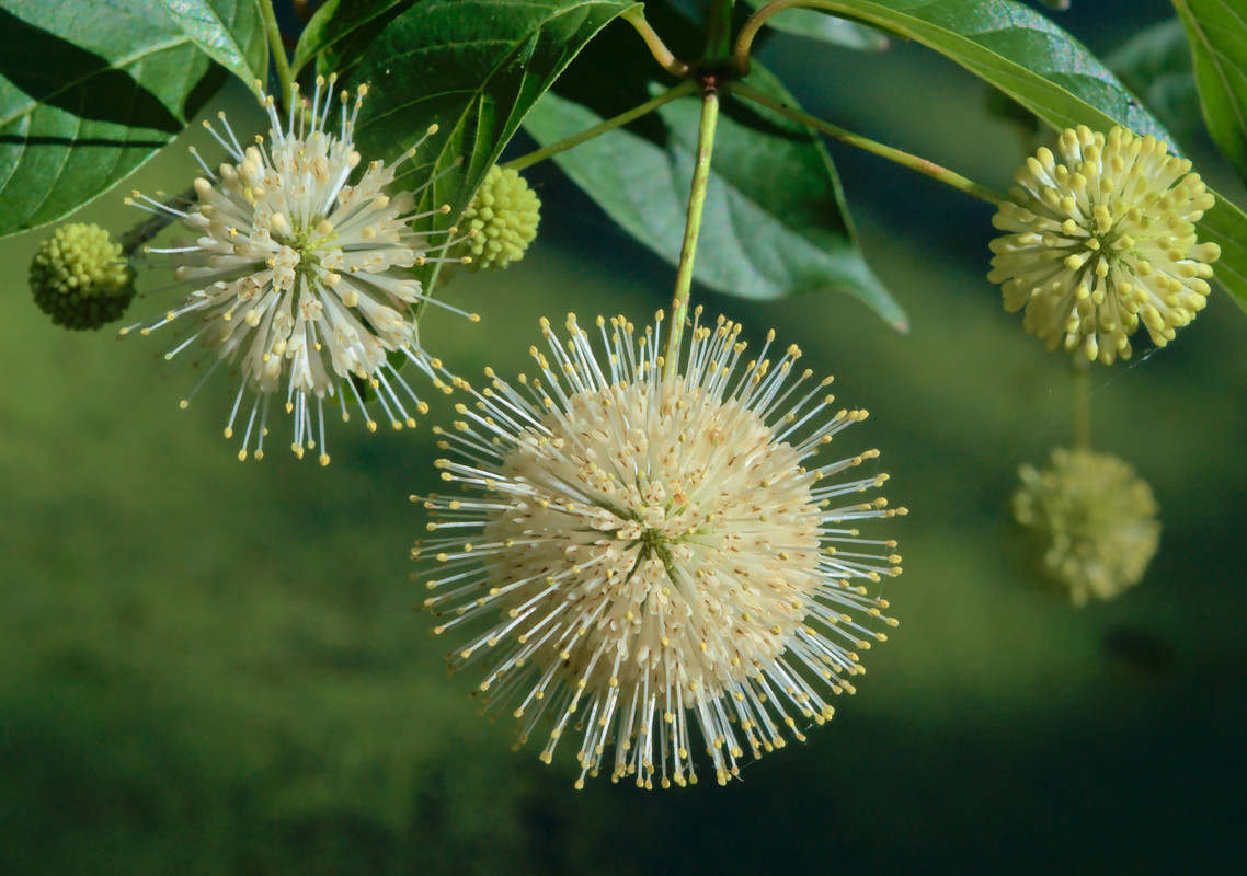 Cephalanthus occidentalis.jpg