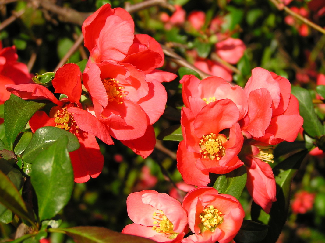 Chaenomeles japonica 1.jpg