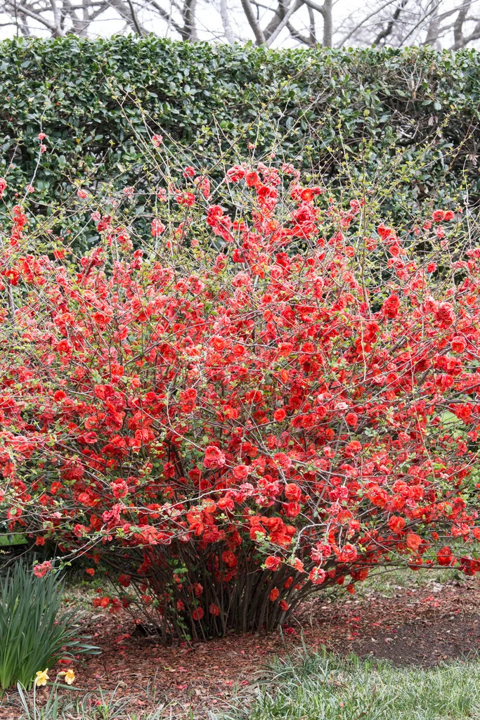 Chaenomeles japonica 2.jpg