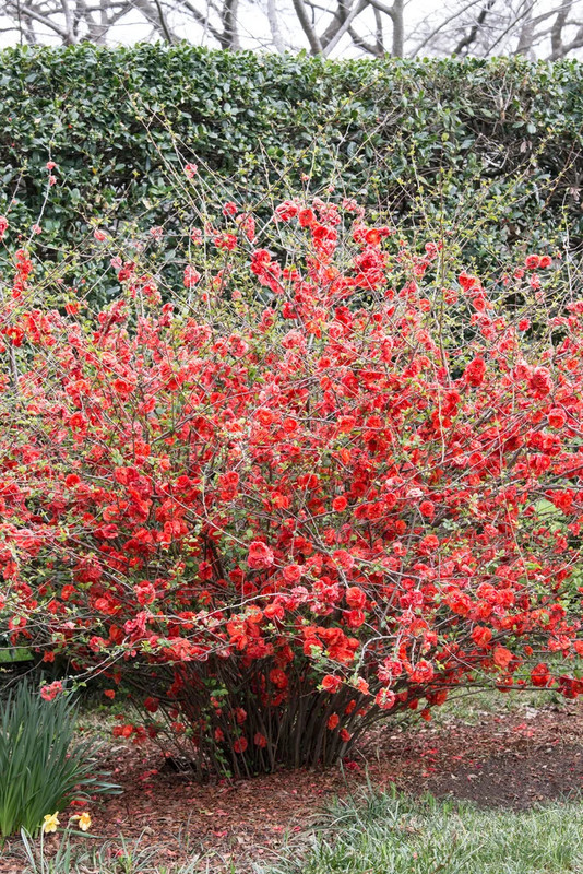 Chaenomeles japonica 2.jpg