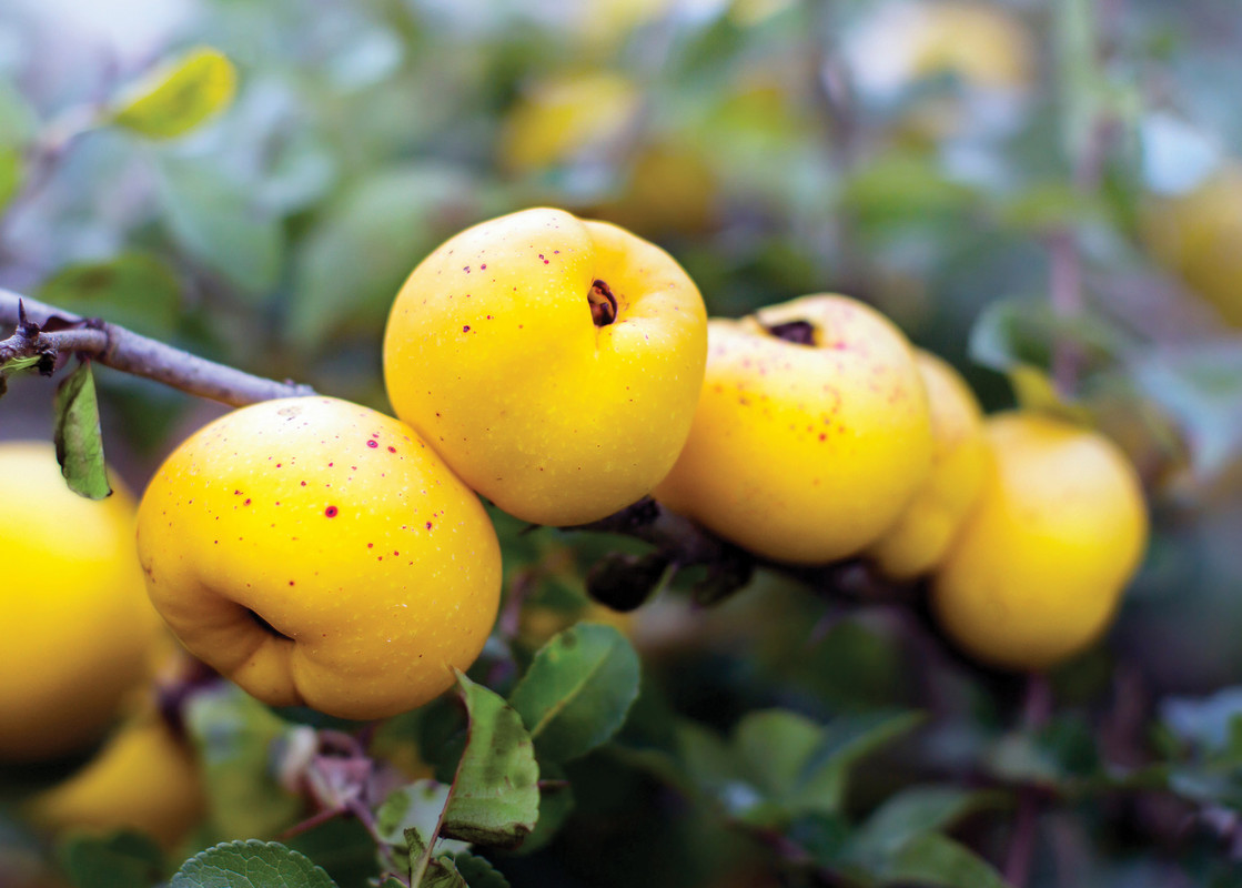 Chaenomeles japonica 3.jpg