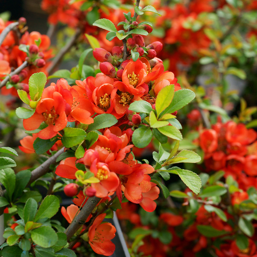Chaenomeles japonica Sargentii.jpg