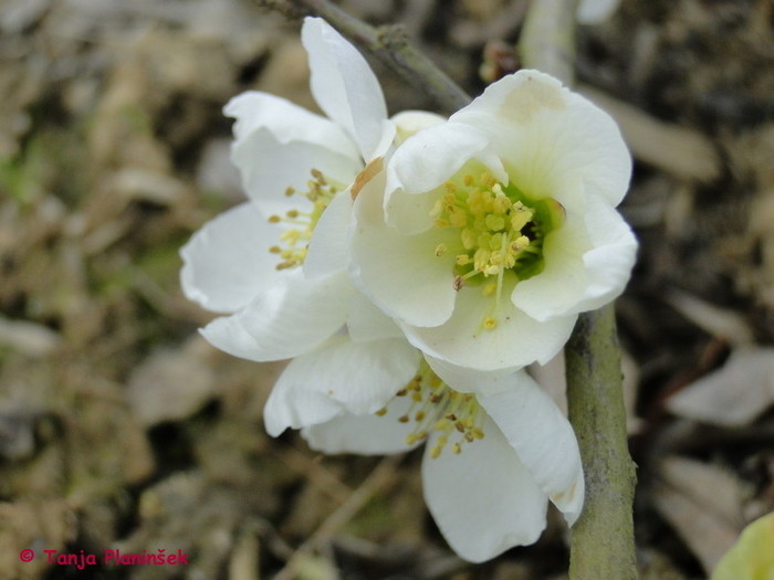 Chaenomeles speciosa Nivalis.jpg