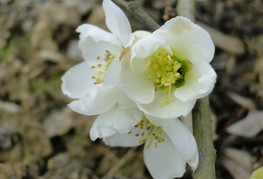 Chaenomeles hybrida 'Nivalis' - japonska kutina