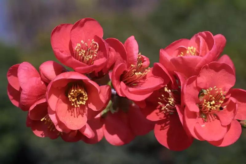 Chaenomeles speciosa Rubra Grandiflora 1.webp