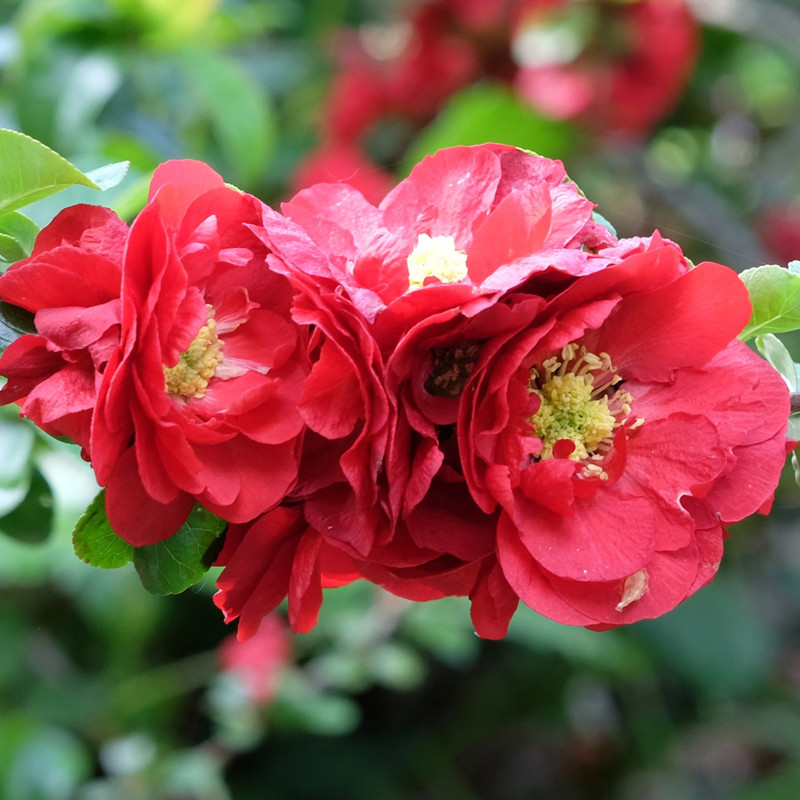 Chaenomeles speciosa Scarlet Storm 1.jpg