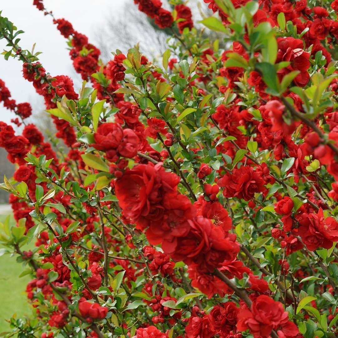 Chaenomeles speciosa Scarlet Storm.jpg
