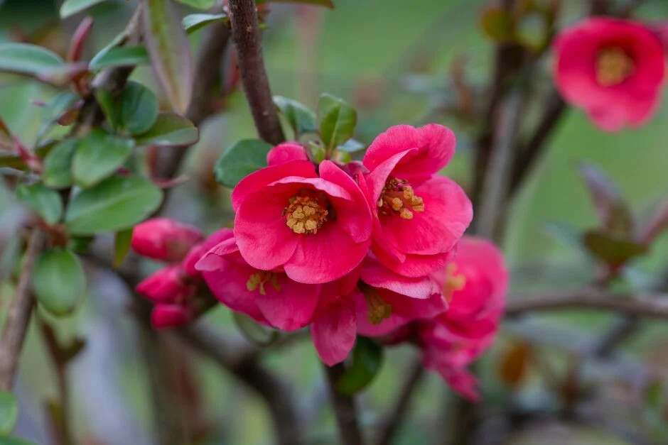 Chaenomeles speciosa Umbicilata.webp