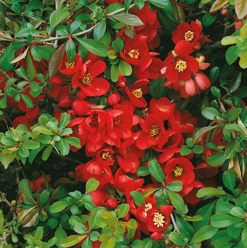 Chaenomeles x superba Crimson and Gold.webp