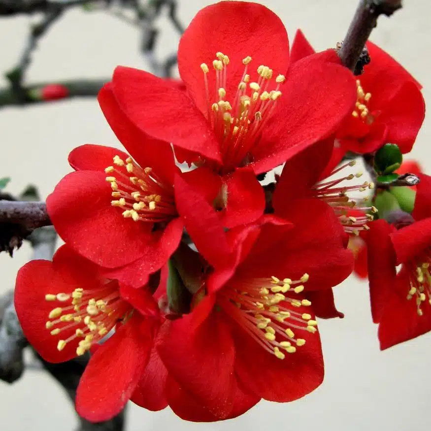 Chaenomeles x superba Etna 2.jpg