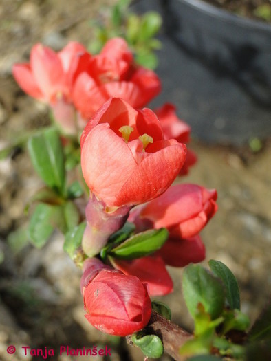 Chaenomeles x superba Nicoline 1.jpg