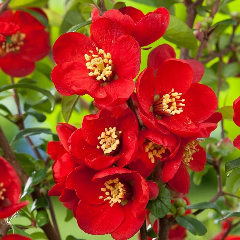 Chaenomeles x superba Nicoline.jpg