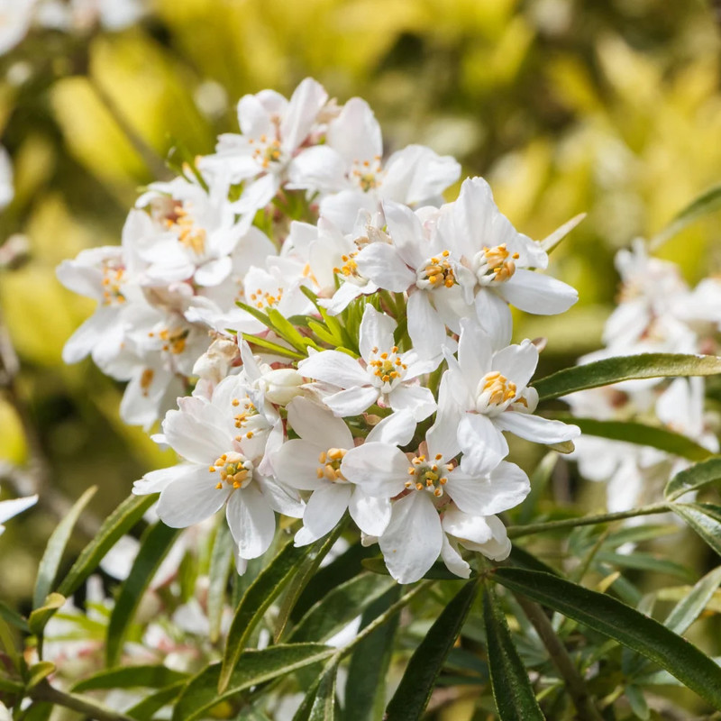 Choisya ternata 2.webp