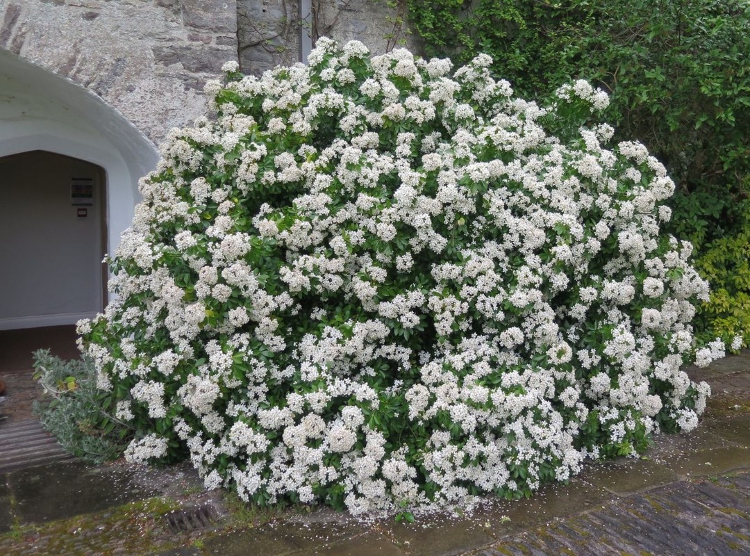 Choisya ternata 3.jpg