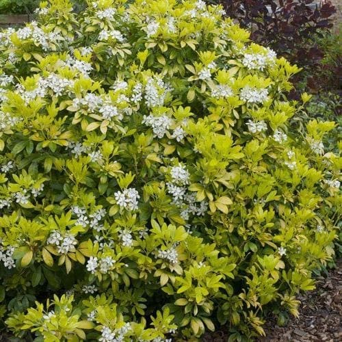 Choisya ternata Sundance 1.jpg