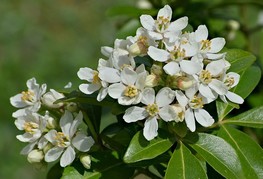 Choysia ternata - trilistna oranževka, mehiška oranževka