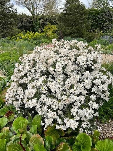 Choisya x dewitteana White Dazzler.jpg