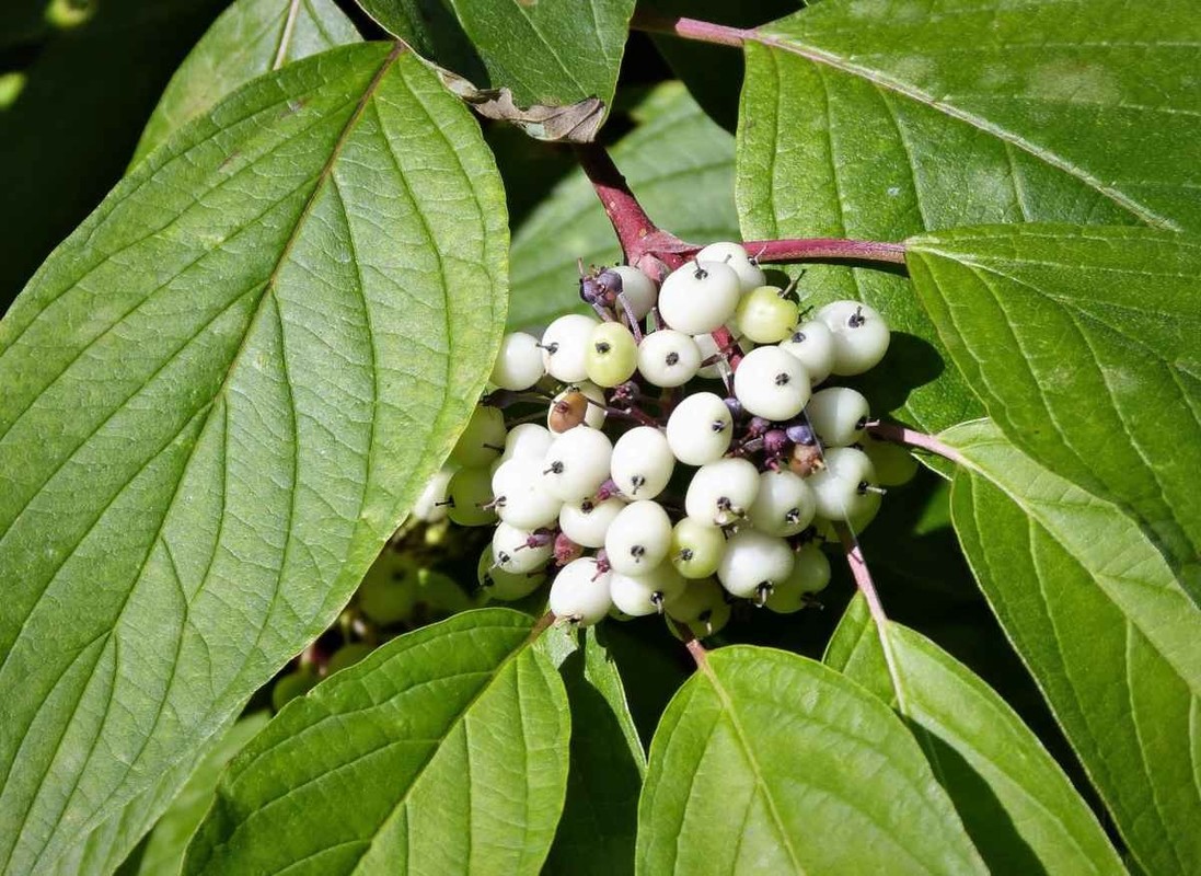 Cornus alba 1.jpg
