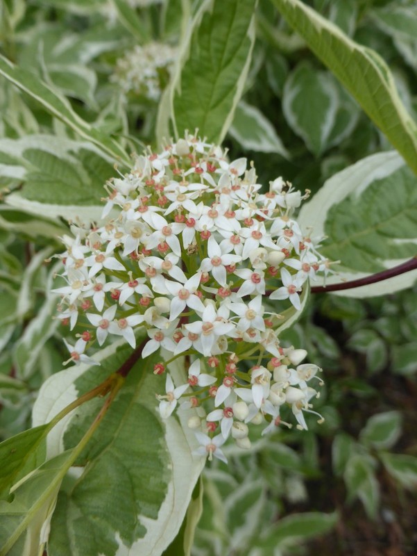 Cornus alba Argenteo-marginata 1.jpg
