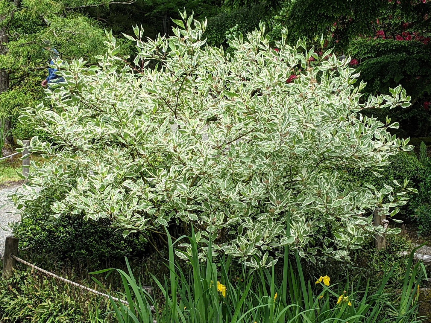 Cornus alba Argenteo-marginata.jpg