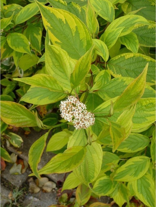 Cornus alba Gouchaultii 1.jpg
