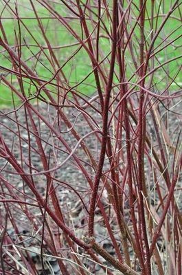 Cornus alba Gouchaultii 2.jpg