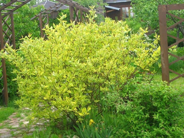 Cornus alba Gouchaultii 3.jpg