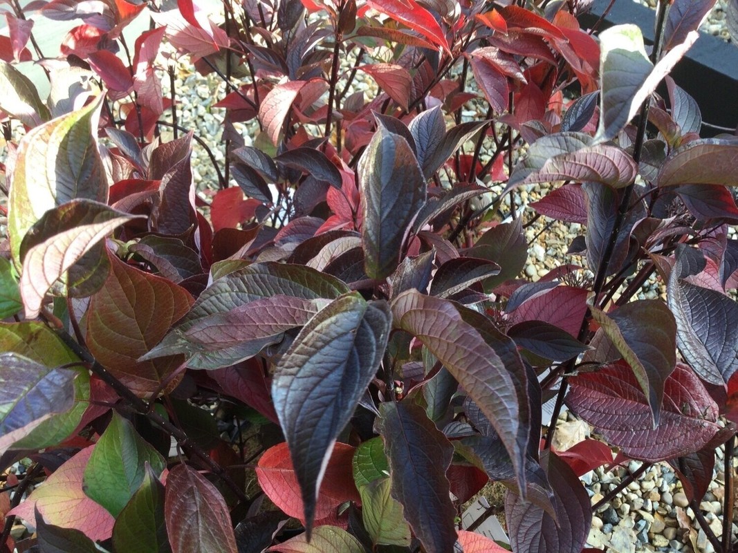 Cornus alba Kesselringii 1.jpg
