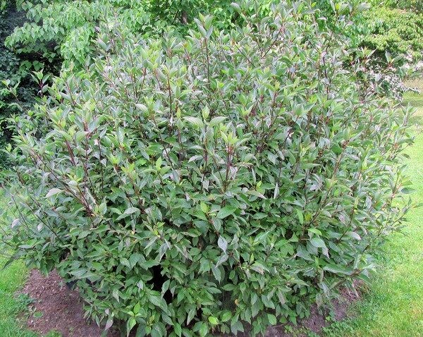 Cornus alba Kesselringii 2.jpg