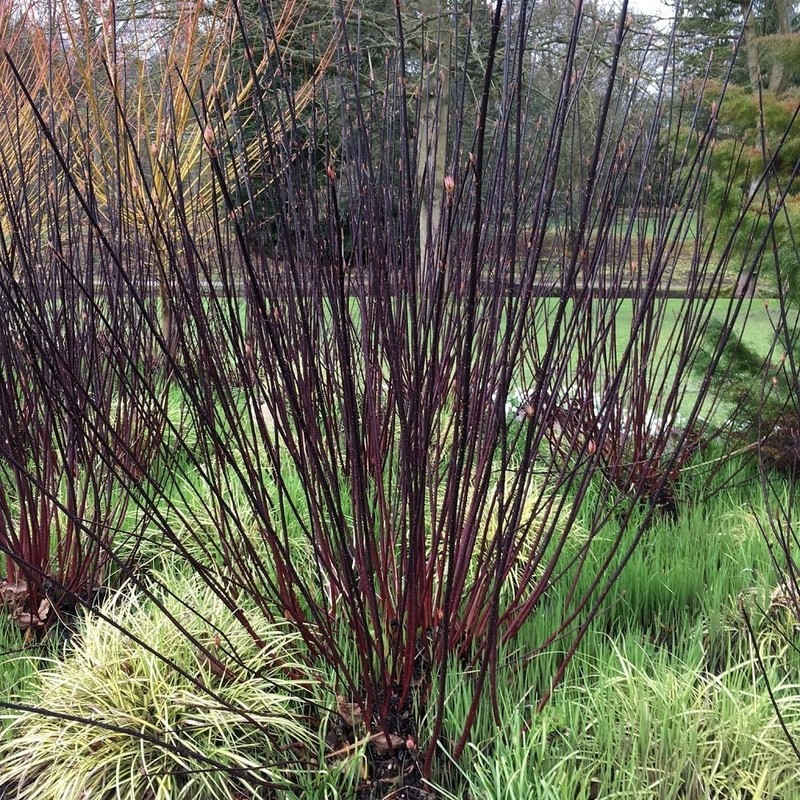 Cornus alba Kesselringii.jpg