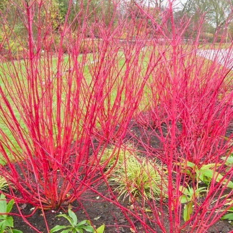 Cornus alba Sibirica 1.jpg