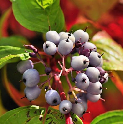 Cornus alba Sibirica 2.jpg