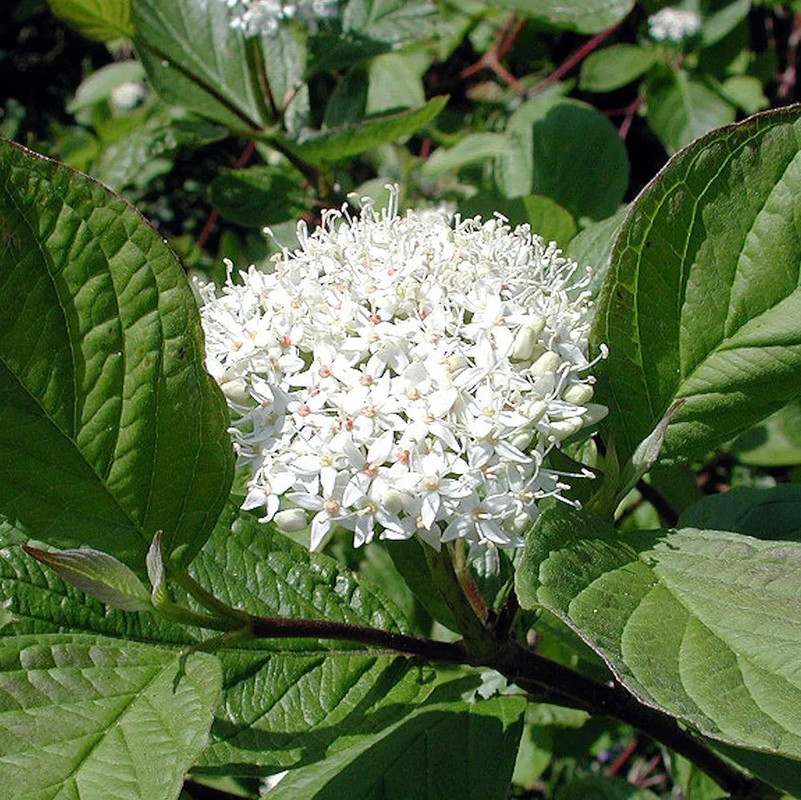 Cornus alba Sibirica 3.jpg