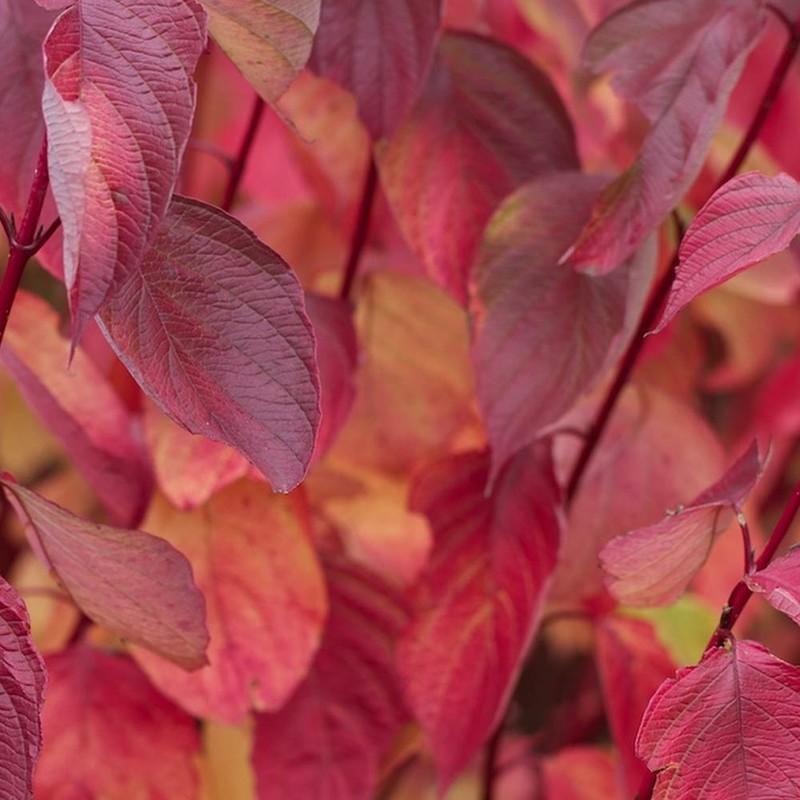 Cornus alba Sibirica 4.jpg