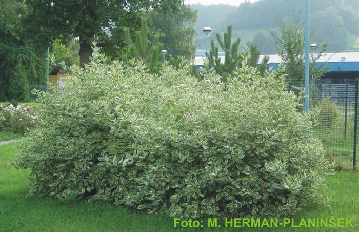 Cornus alba Sibirica Variegata 1.jpg