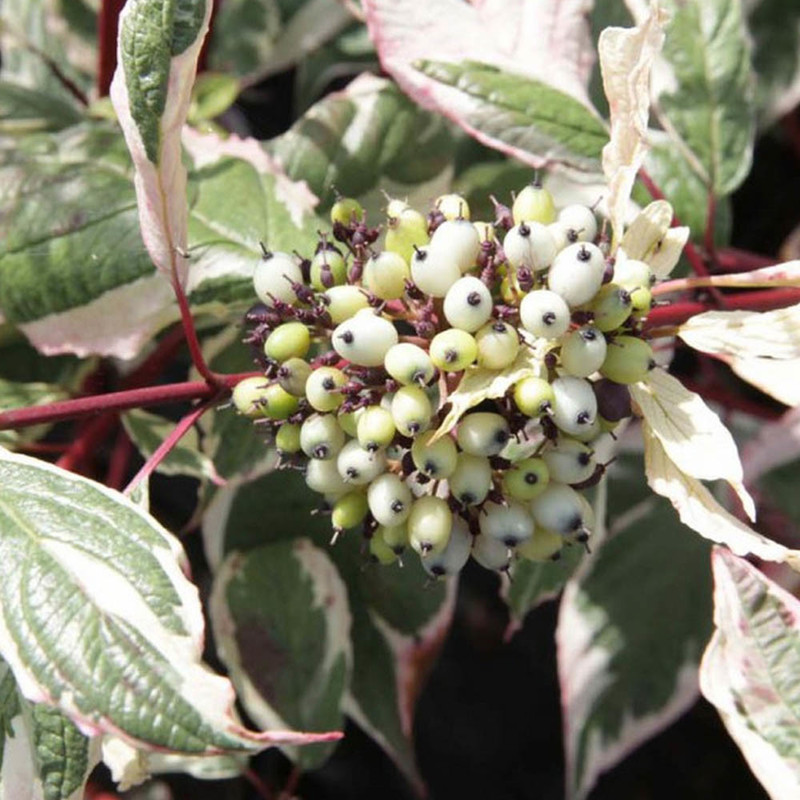 Cornus alba Sibirica Variegata 2.jpg