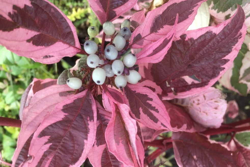 Cornus alba Sibirica Variegata 3.jpg