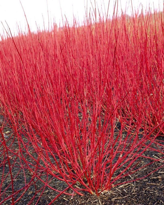 Cornus alba Sibirica Variegata 4.jpg