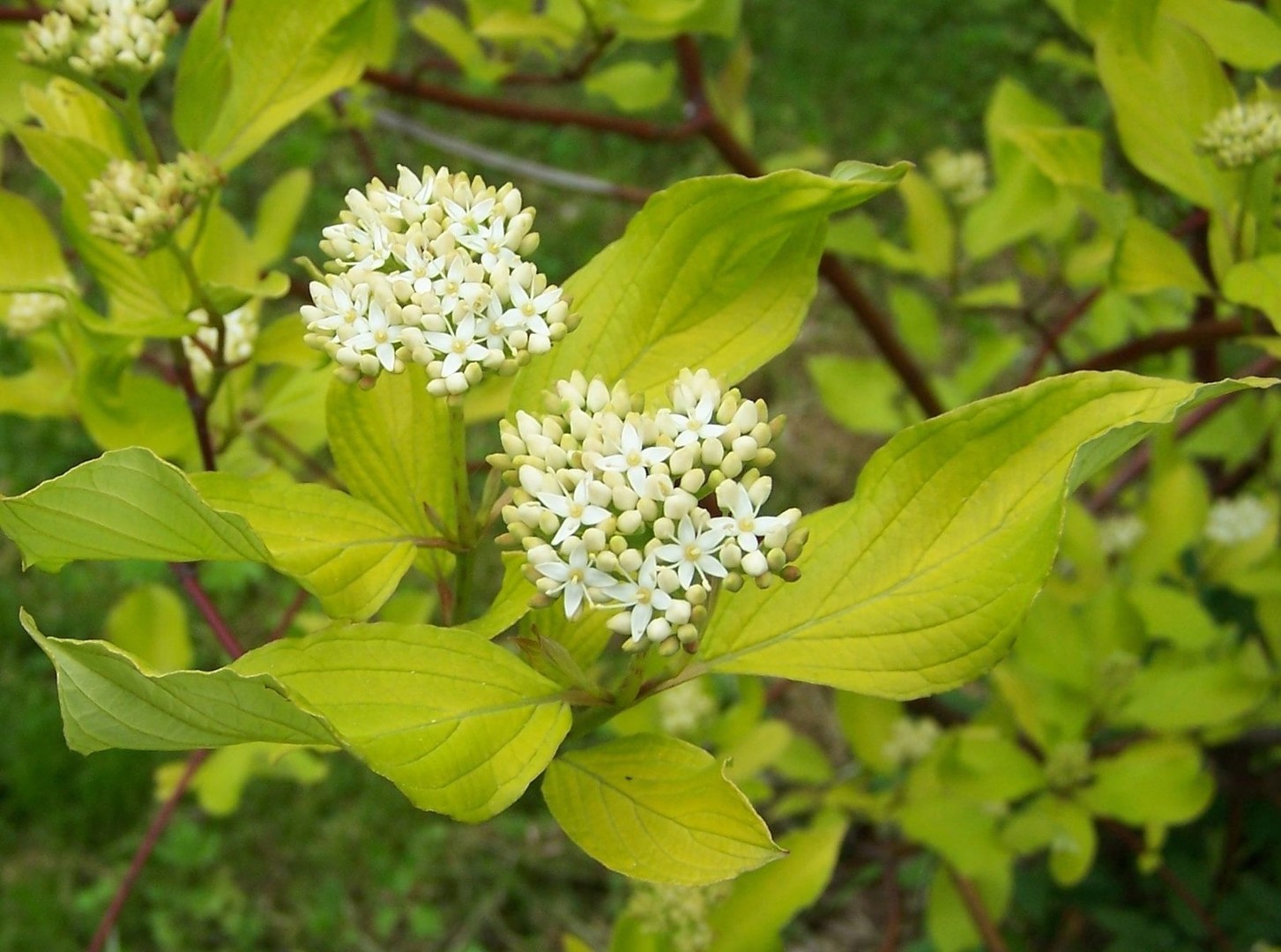 Cornus alba.jpg