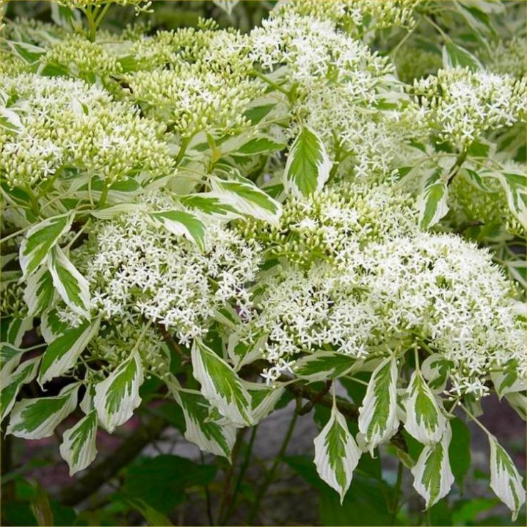 Cornus controversa Variegata 1.jpg