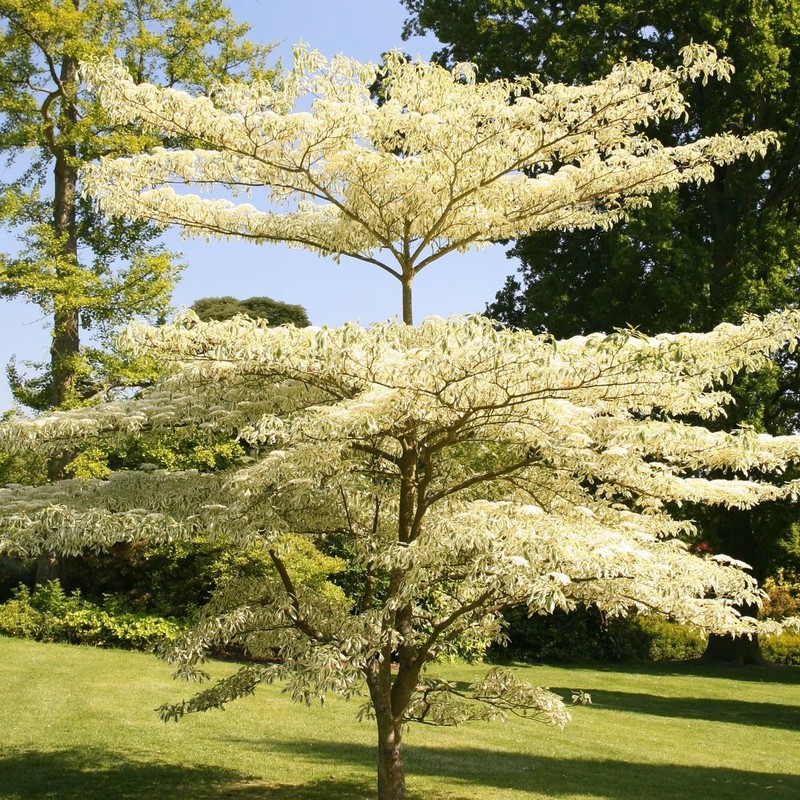 Cornus controversa Variegata.jpg