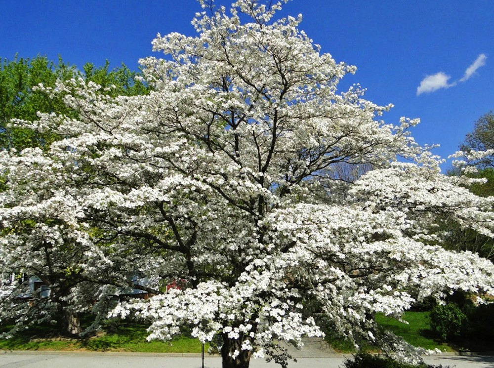 Cornus florida 1.jpg