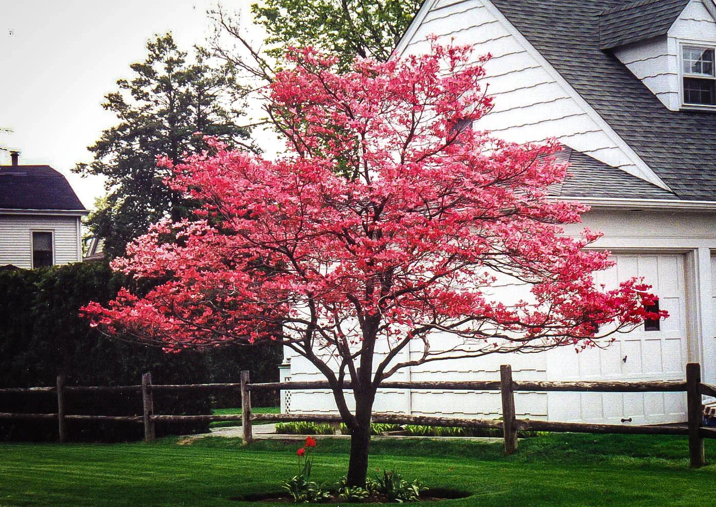 Cornus florida Cherokee Chief 1.webp