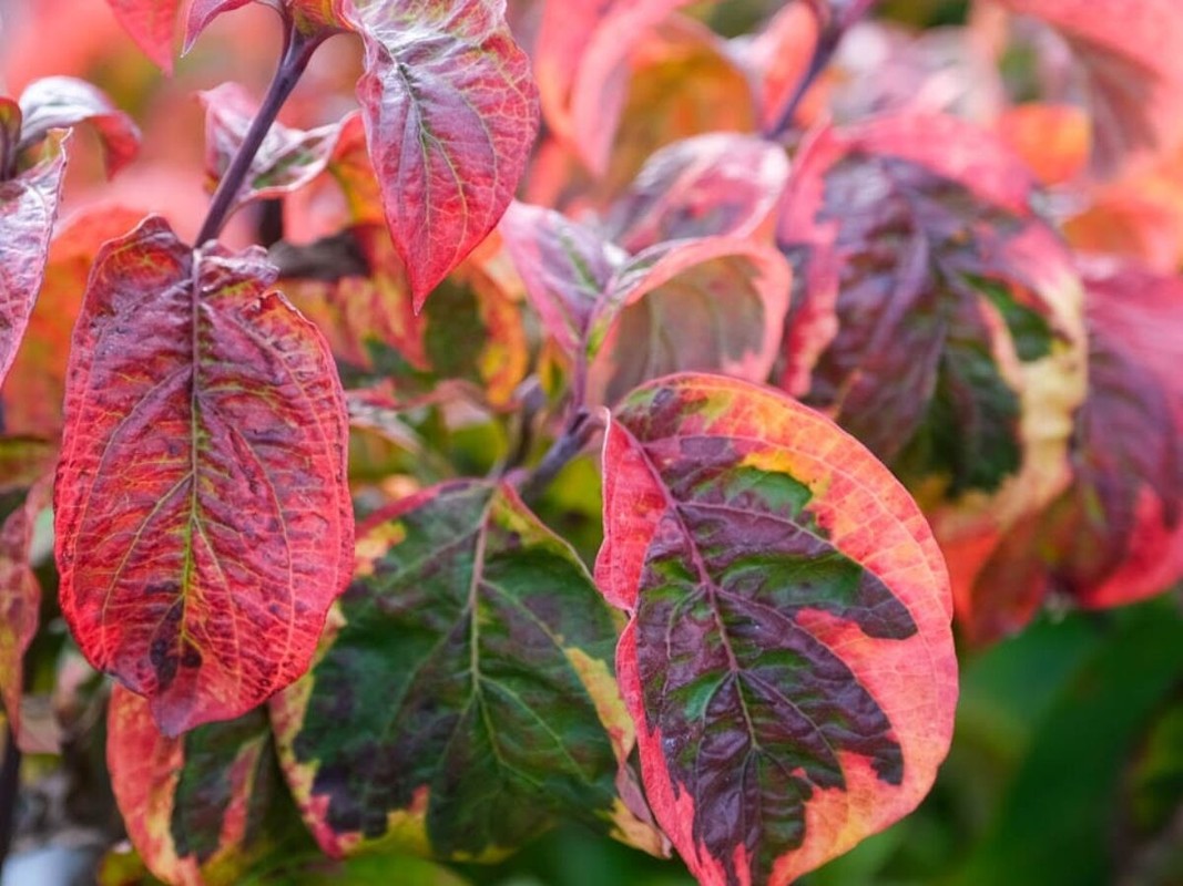 Cornus florida Cherokee Chief 3.jpg